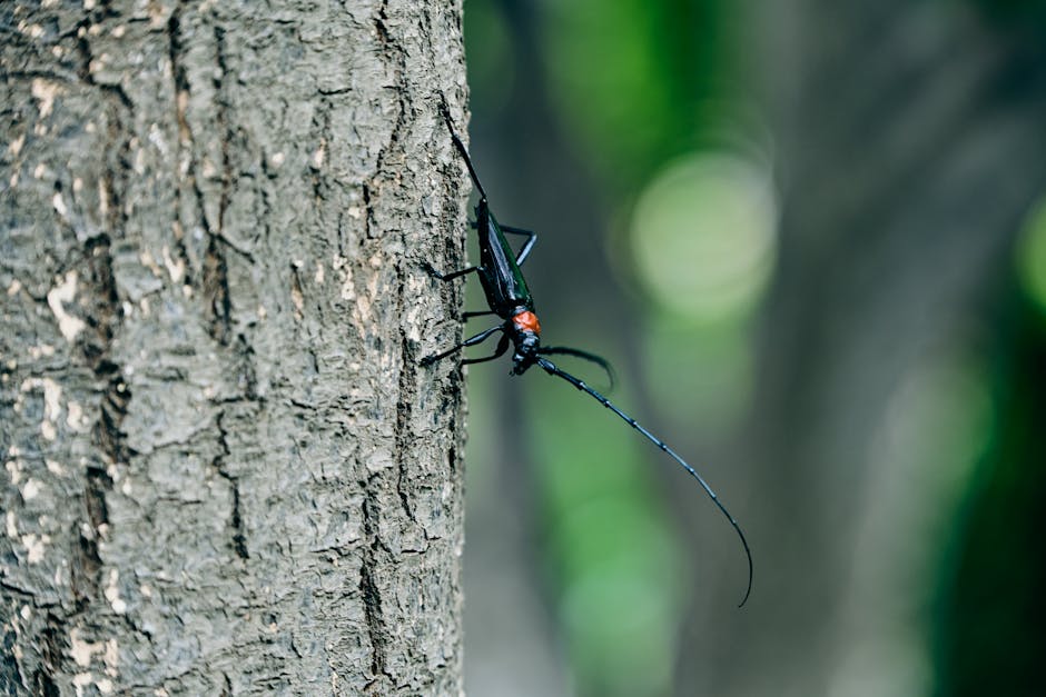 Close-up of a longhorn beetle sitting on a tree trunk with visible long antennae