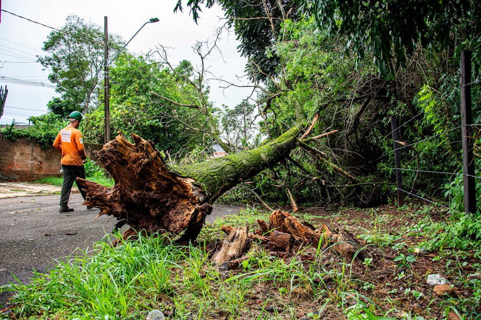 Crew removing a fallen tree from a residential street after a storm