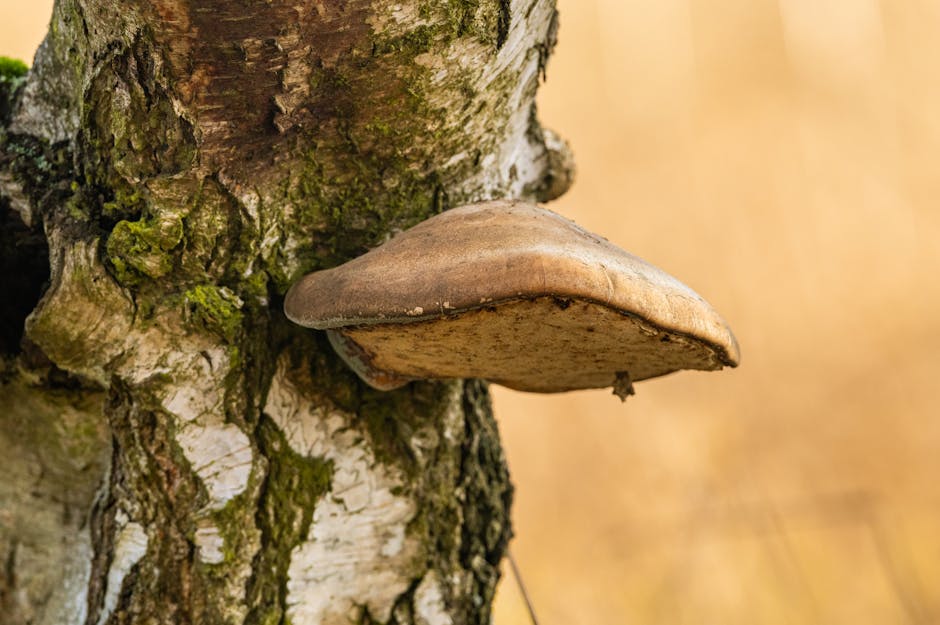 Bracket fungus growing on a birch tree trunk in a forest setting