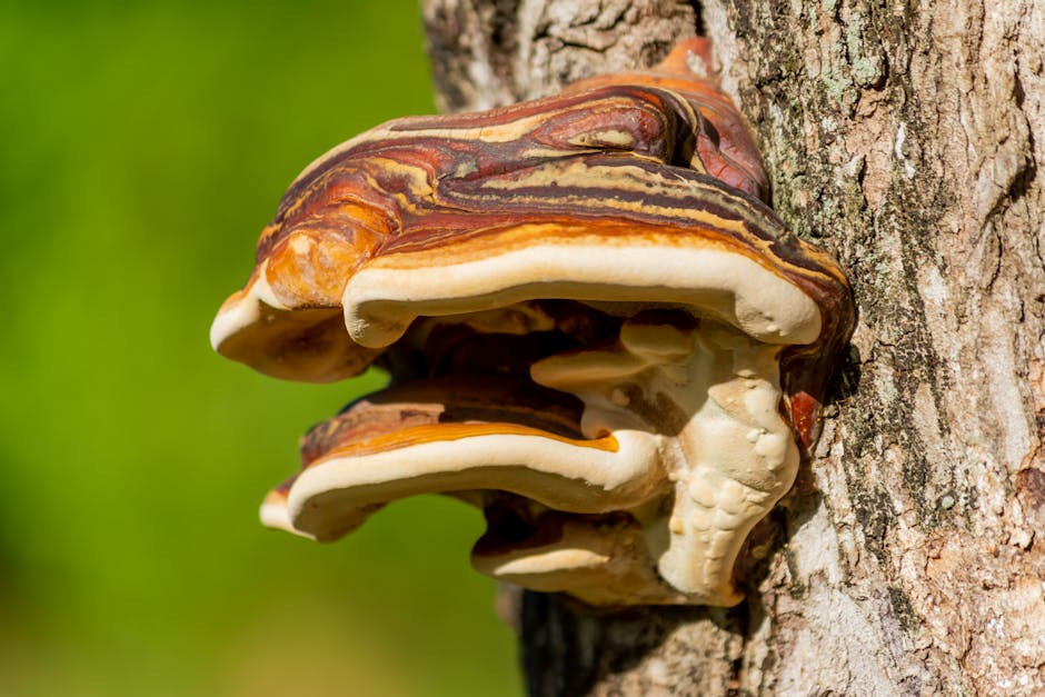 Ganoderma bracket fungus growing on a tree trunk, indicating internal wood decay