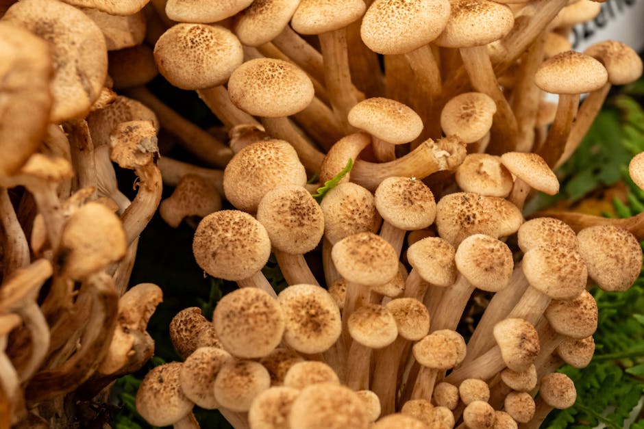 Cluster of honey-colored Armillaria mushrooms growing at the base of a tree in autumn