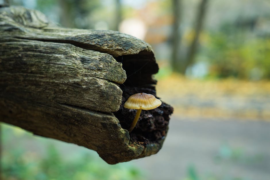 Single mushroom growing on decaying tree bark in a forest setting