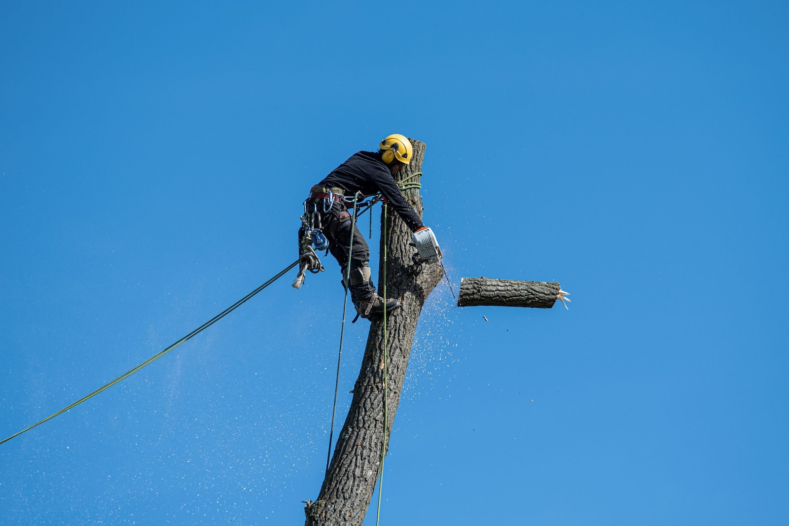 An arborist roped into a tree removing large limbs