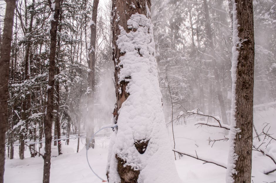 Snow-covered trees with heavy frost on branches in a winter forest
