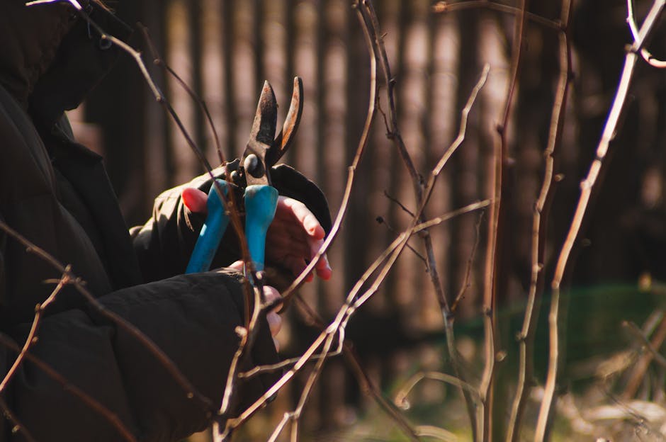 Gardener holding pruning shears near dormant shrub branches in autumn light