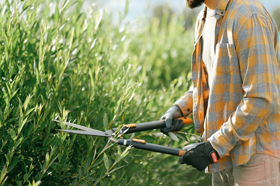 Close-up of a person using hand shears to trim green hedge foliage in a garden