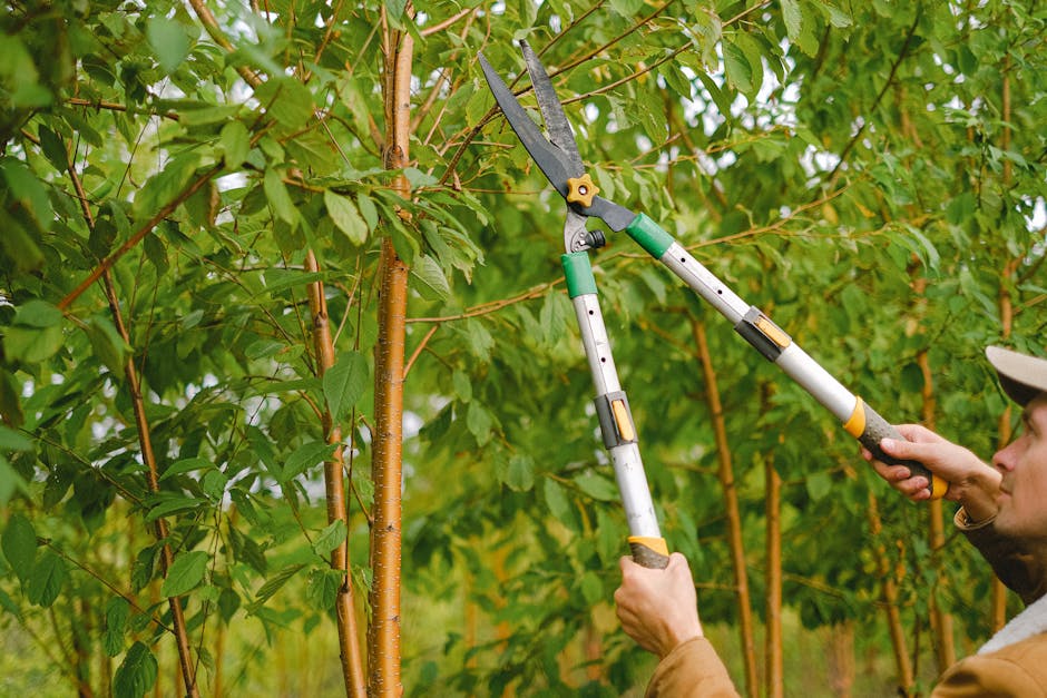 Gardener using pruning shears to trim tree branches in an orchard