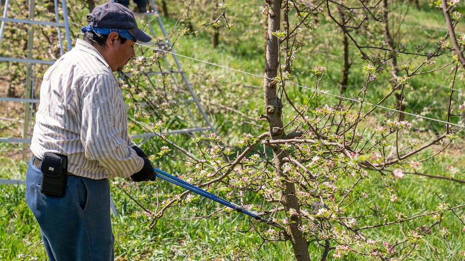 Farmer pruning apple tree branches with loppers in a sunlit spring orchard