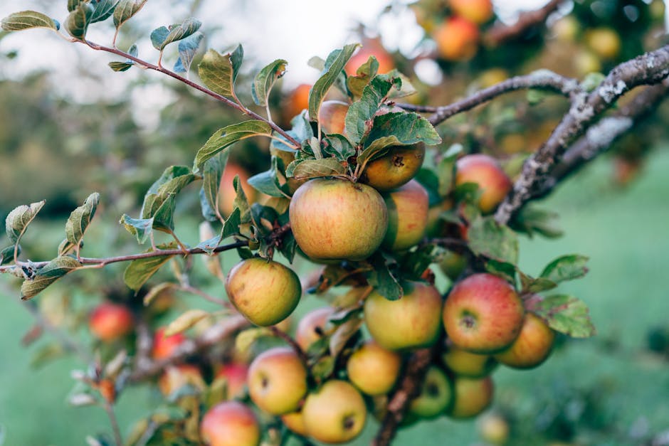 Close-up of ripe apples hanging on a tree branch in a fall orchard