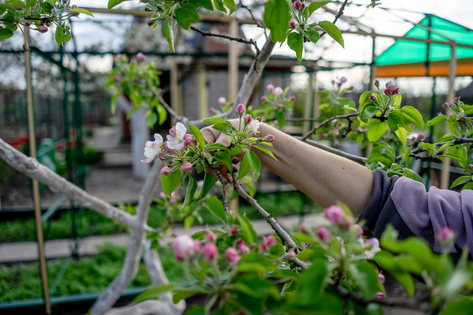 Gardener pruning an apple tree with shears in a sunlit spring orchard