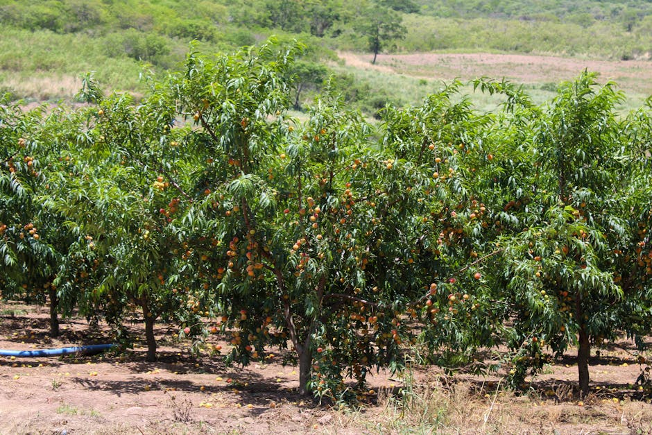 Rows of fruit trees in a well-maintained orchard during summer