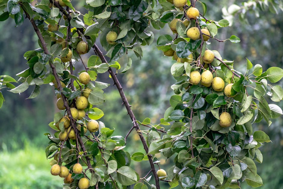 Pear tree branches loaded with ripe pears in late summer