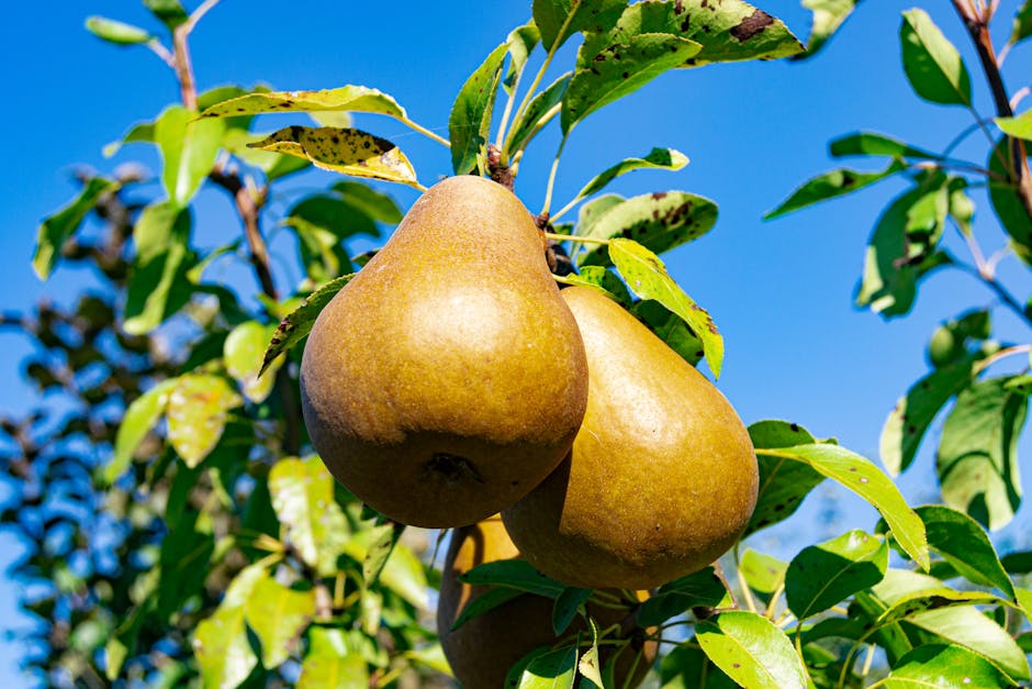 Ripe pears hanging from a tree branch in warm summer light