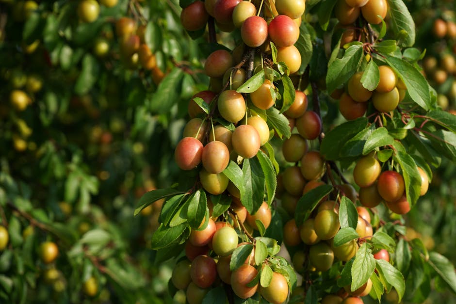Bright yellow mirabelle plums ripening on a tree branch in sunlight