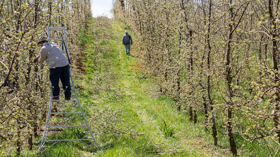 Workers tending to fruit trees in a spring orchard