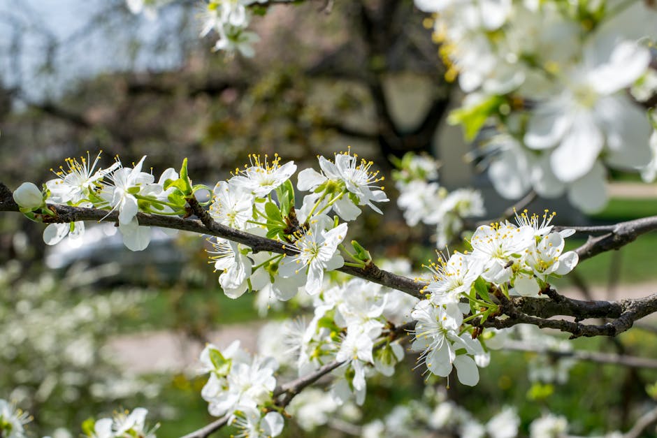 Close-up of white plum blossoms in full bloom during a sunny spring day