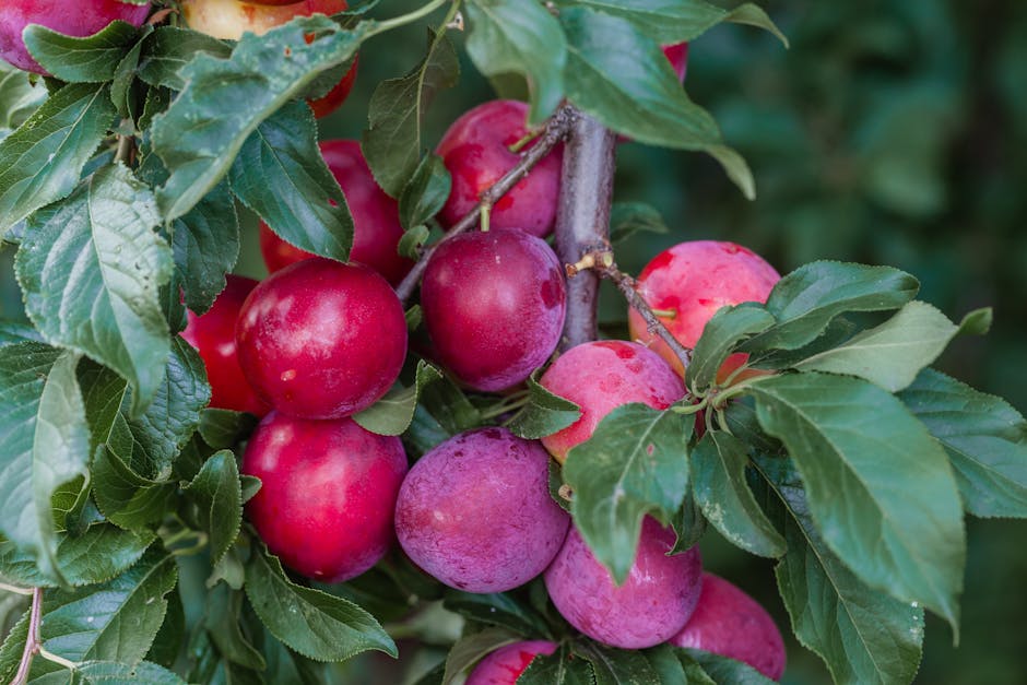 Ripe red plums hanging from a branch in summer sunlight