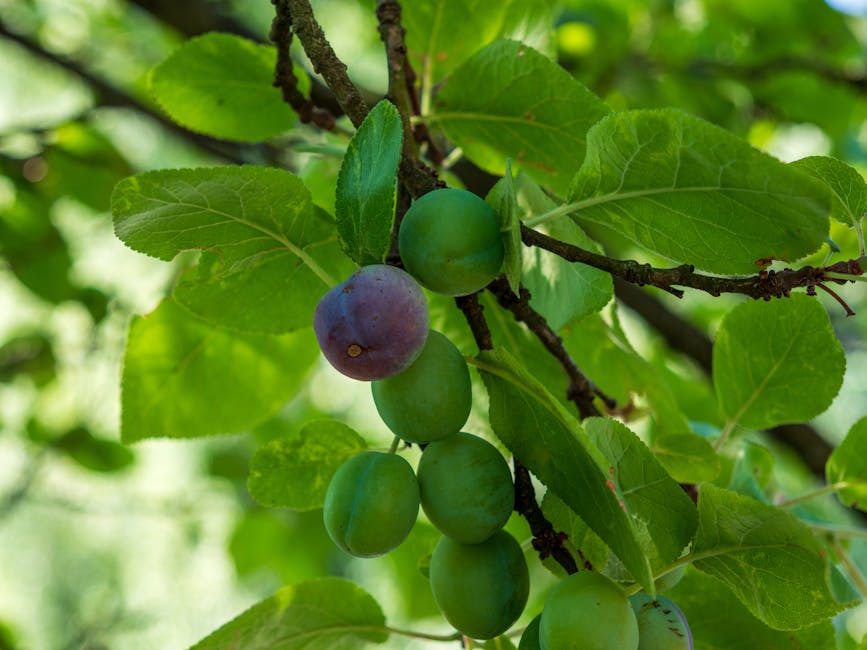 Ripe plums hanging from a tree branch ready for harvest