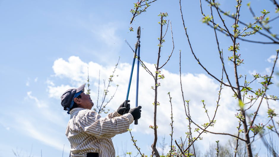 Homeowner pruning tree branches with loppers on a clear day, standing safely on the ground