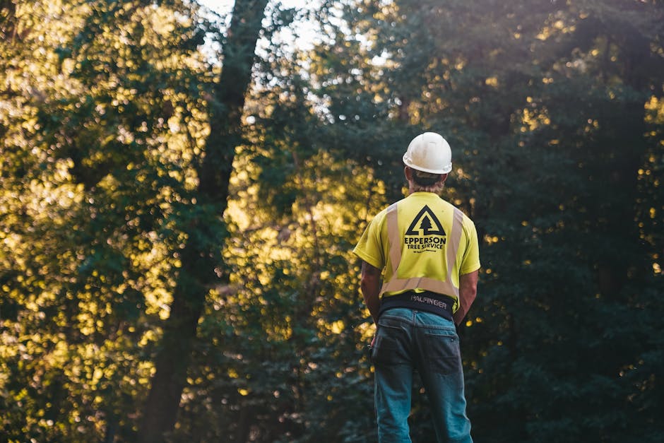 Tree service worker wearing hardhat and safety vest surveying the canopy before starting work