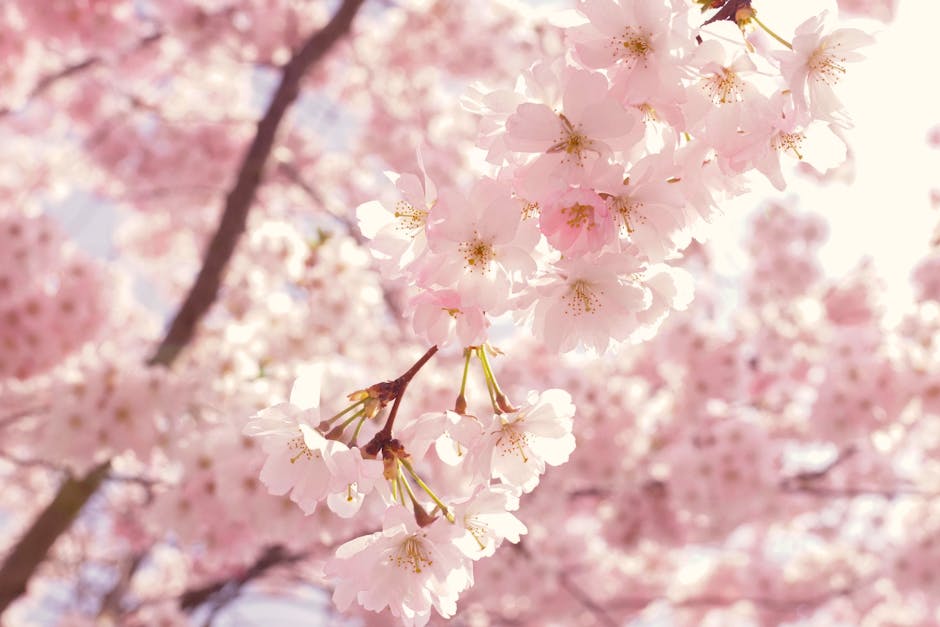 Pink cherry blossoms in full spring bloom