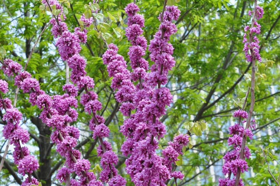 Western redbud tree branches covered in vibrant pink spring blossoms
